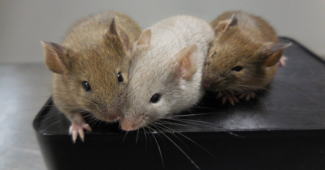 Can Human Skin Cells Make a Baby? Harvard and Brown University Say “Yes”. But It’s Unsettling.