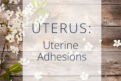 Uterine Adhesions: Scar Tissue on the Uterus, Los Angeles Gynecologist Thais Aliabadi located near Bevery Hills at Cedars-Sinai