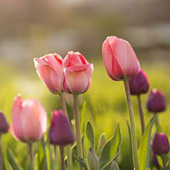 Urinary Tract Infections (UTI) Urinary Tract Infections (UTI)
