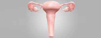 transplant-uterus