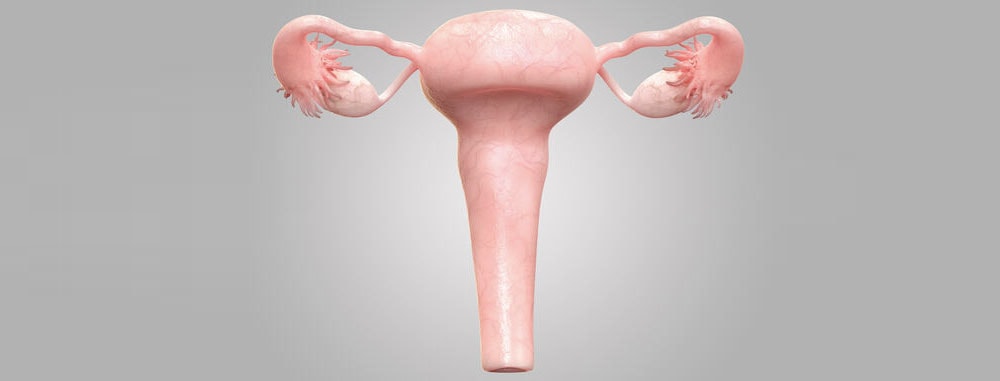 transplant-uterus