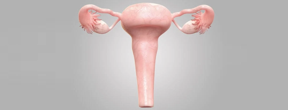 transplant-uterus