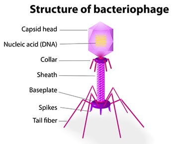 Structure of virus Bacteriophage