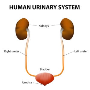 Diagram of human urinary system indicating bladder, ureters, urethra, and kidneys