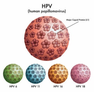 Illustration of HPV variations