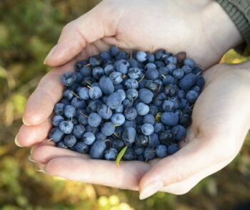 Handful of blueberries
