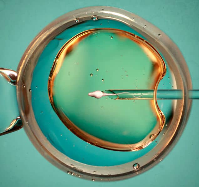 Sperm being inserted into egg with a needle