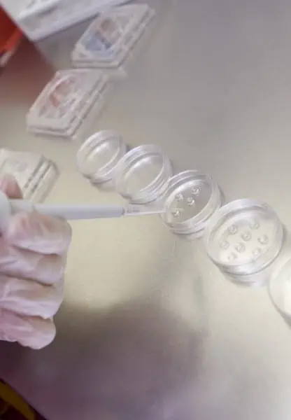 Egg fertilization in a lab