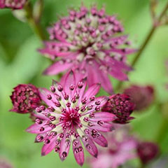 Genital Herpes Genital Herpes