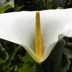 Vaginal Rejuvenation Surgery Vaginal Rejuvenation Surgery