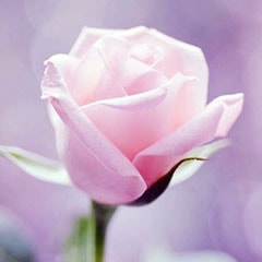 Vaginal Rejuvenation Vaginal Rejuvenation